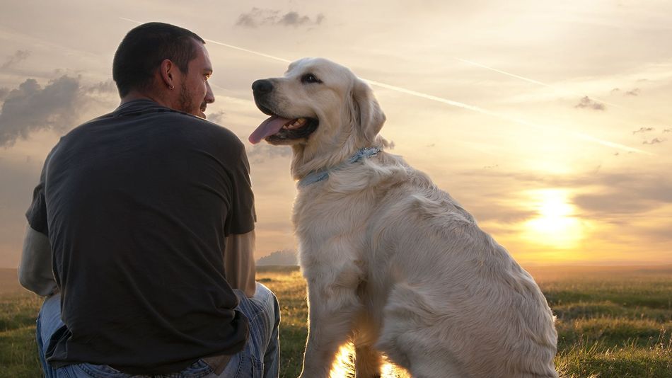 pets. dogs,dogs harness