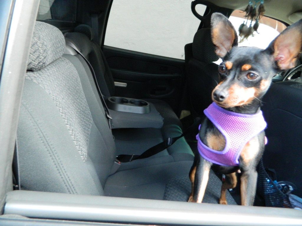 INNX PETS SAFETY BELT HARNESES