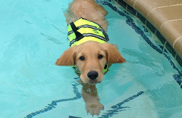 http://www.innxproducts.com/Pets/car-seat-cover/Delux-car-seat-cover.html