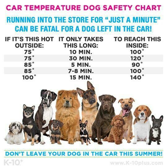 DON'T LEAVE YOUR DOG IN THE CAR IN SUMMER