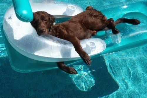 dog-in-pool