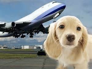 Air Travel with Pets