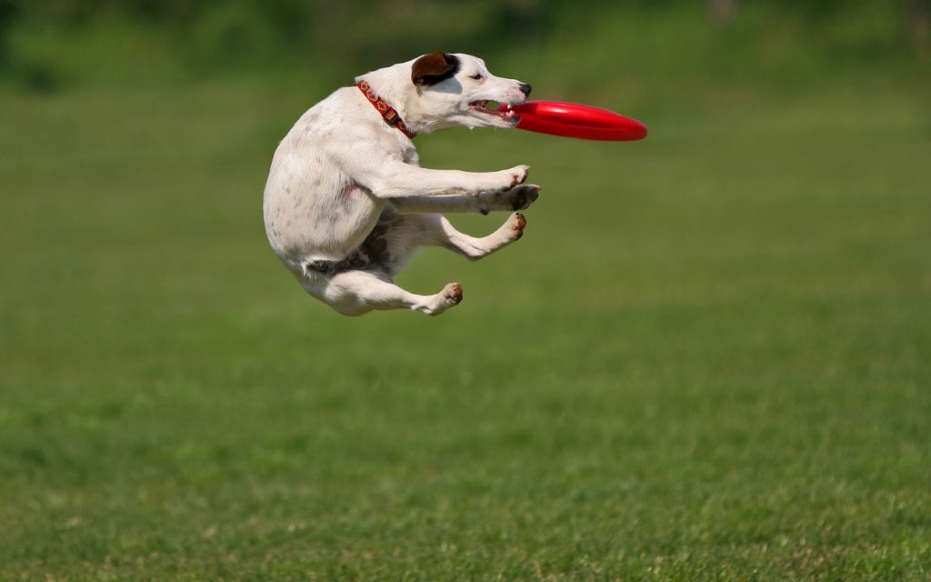 dog-playing-and-catching-a-frisbee-hd-animal-wallpaper-dogs