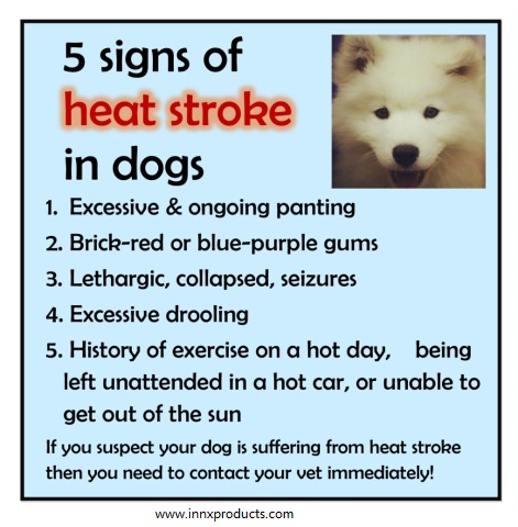 heatstroke-dog