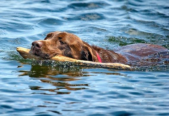 water-sports-dogs