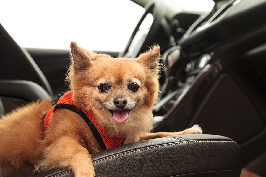 Pomeranian and Chihuahua mix dog goes for a ride in the car. He is strapped in with a harness that attaches to the seatbelt for safety.