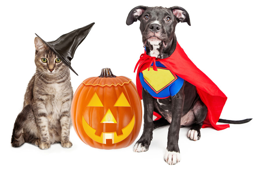 Pet safety on halloween 