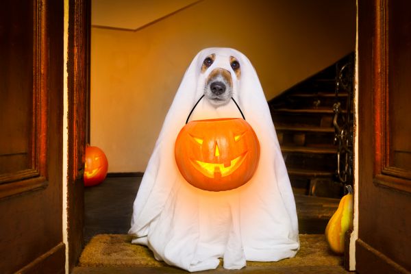 Pet safety on halloween