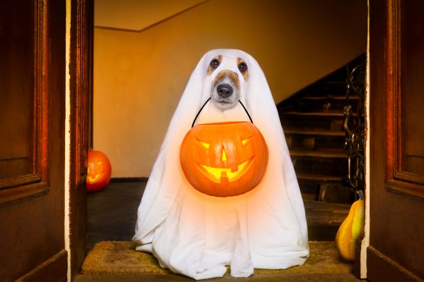 Pet safety on halloween 