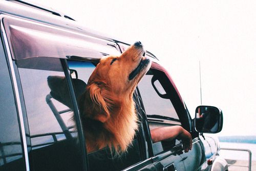 INNX Road Trip with your dogs